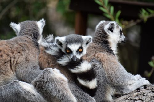 animal zoo nature