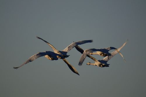 animal sky morning