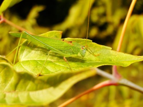 animal insect grasshopper