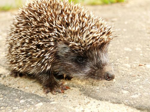 animal forest animal hedgehog