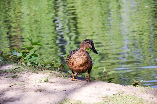 animal duck nature