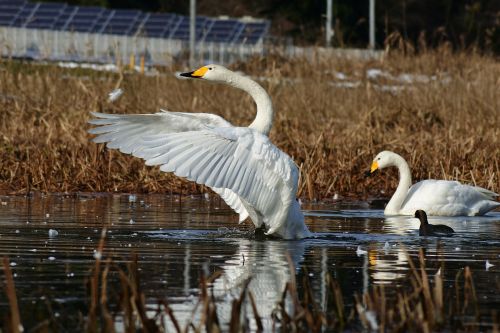 animal lake waterside