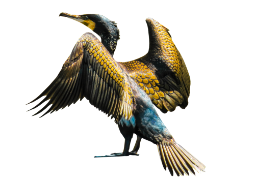 animal bird cormorant