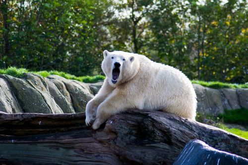 animal polarbear white