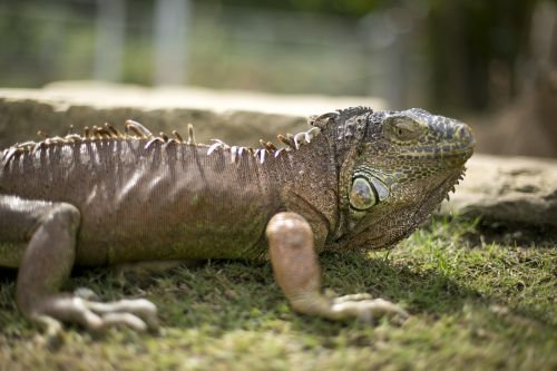 animal iguana zoo