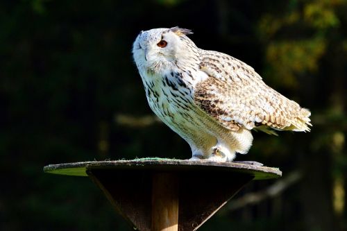 animal nature barn owl