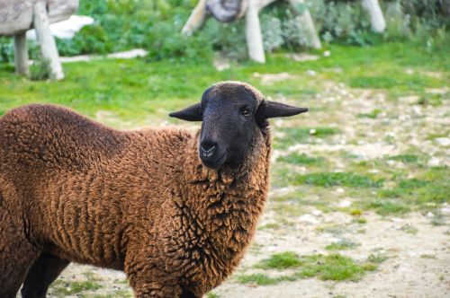 animal goat sheep