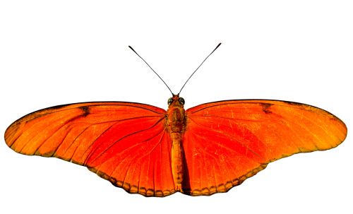 animal butterfly fly