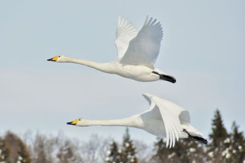 animal sky bird