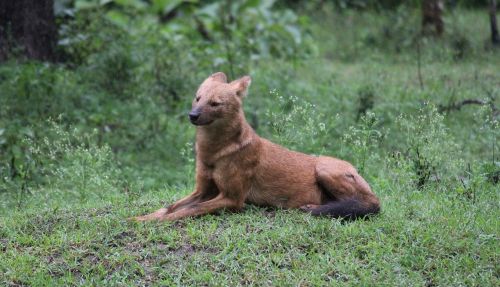 animal mammal nature