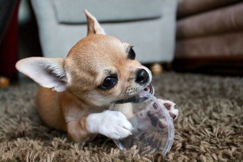 animal cute chihuahua