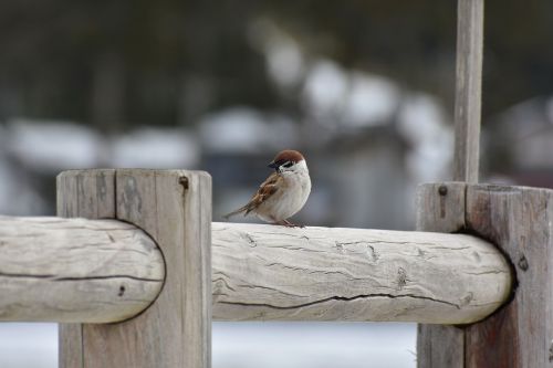 animal wood bird