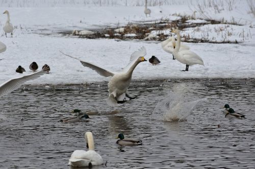 animal lake waterside