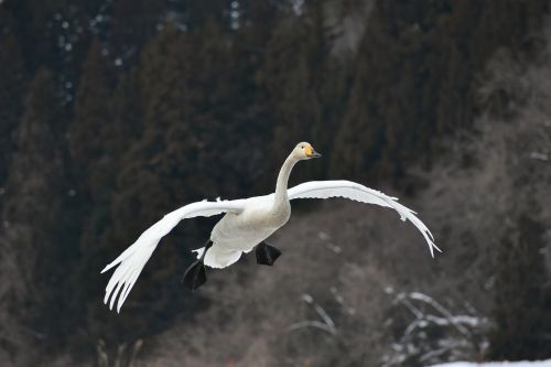 animal wood bird