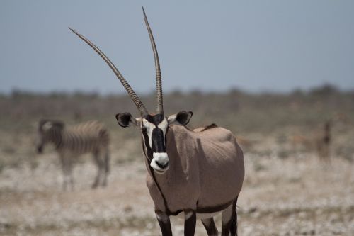 animal animal world antelope