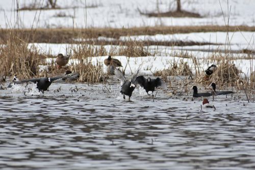 animal lake waterside