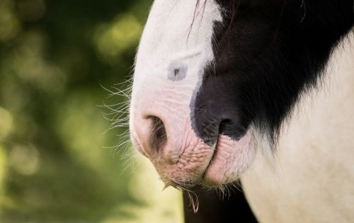 animal portrait nature