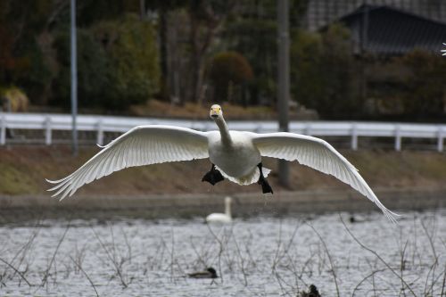 animal lake waterside