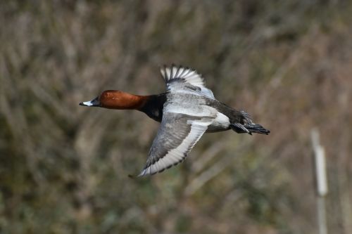 animal bird wild birds