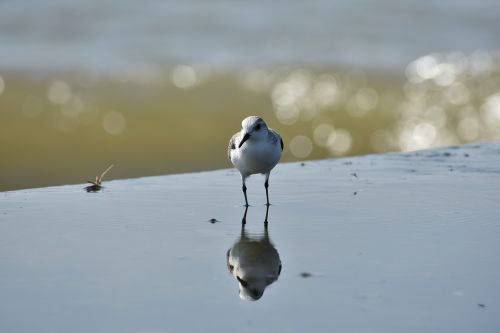 animal sea beach