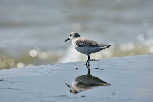 animal sea beach