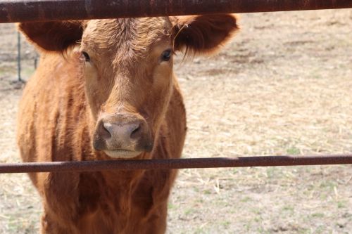 animal farm cattle