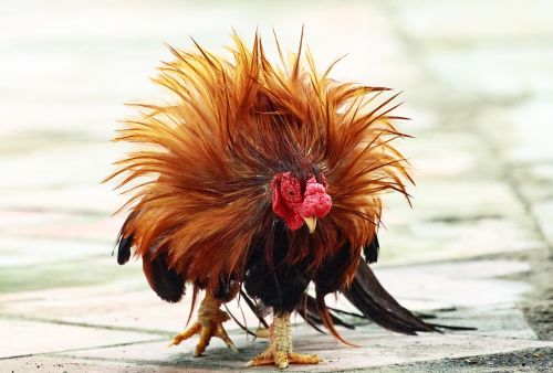 animal cock chicken