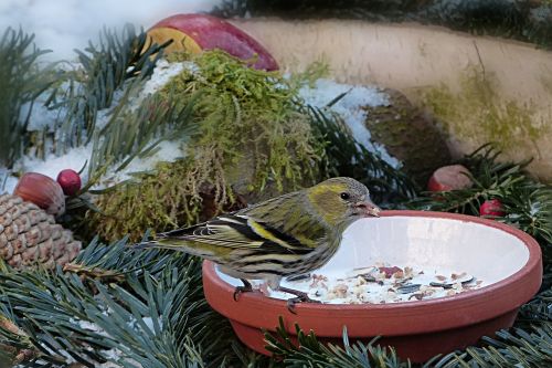 animal bird siskins