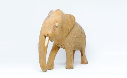 animal nature elephant