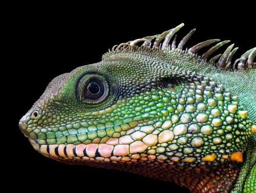 animal reptile lizard