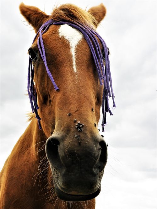 animal horse equine