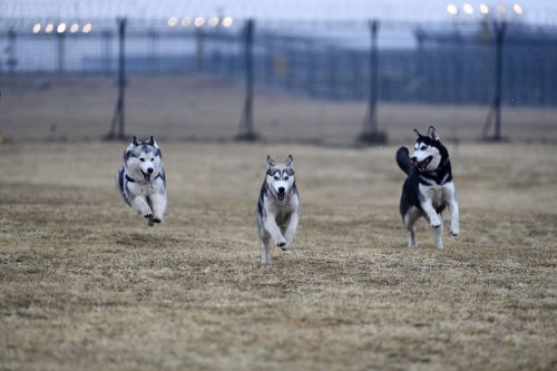 animal field mammal