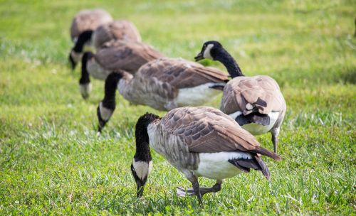 animal grass wildlife