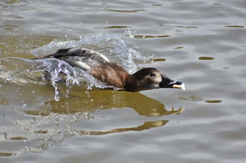 animal lake waterside