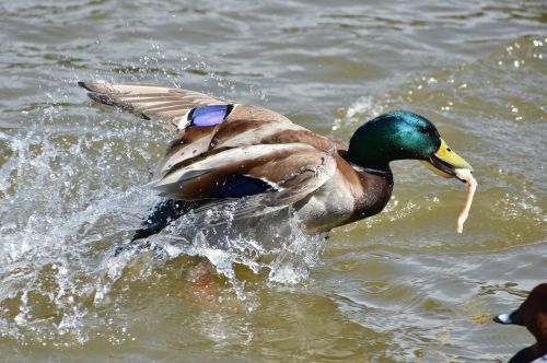 animal lake waterside