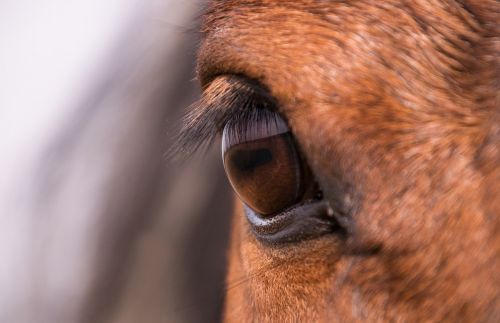 animal animal world portrait