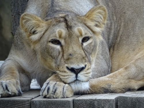 animal cat lion