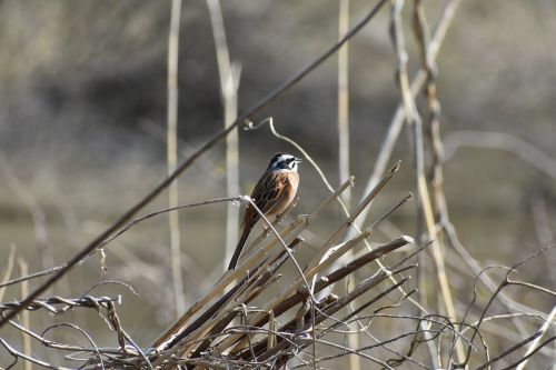 animal grass bird