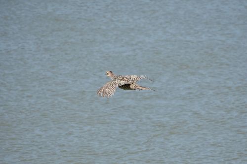 animal river bird