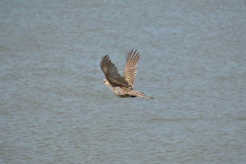 animal river bird