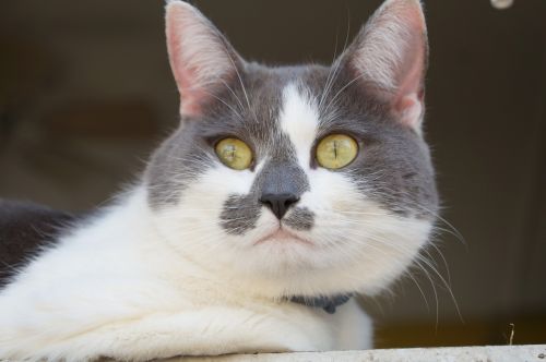 animal cat portrait