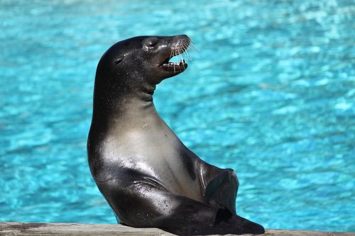 animal  body of water  swim