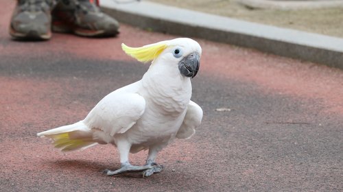 animal  nature  park