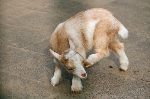 animal  mammal  goat