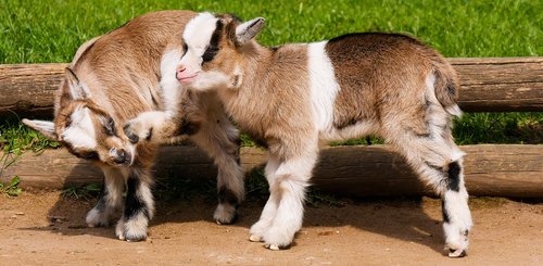 animal  pet  goats