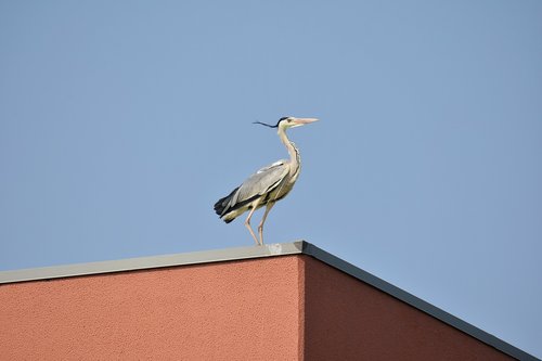 animal  sky  bird