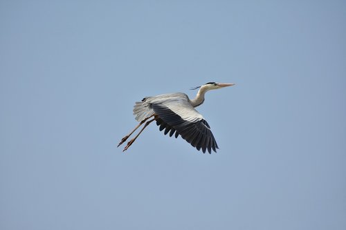 animal  sky  bird