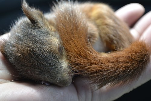 animal  mammal  hair