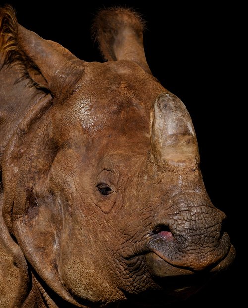 animal  rhino  portrait