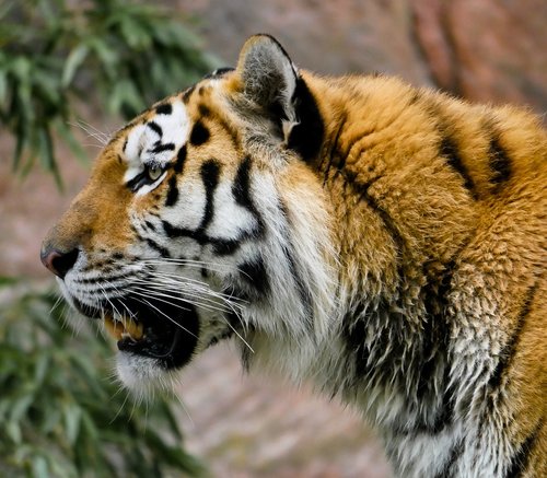 animal  tiger  big cat